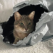 Kitsun participe au concours pour gagner de l'argent avec cette photo : animal, blanket, cat, closeup, cozy, curious, ears, face, feline, green_eyes, home, indoor, package, pet, playful, resting, silver, texture, torn, whiskers