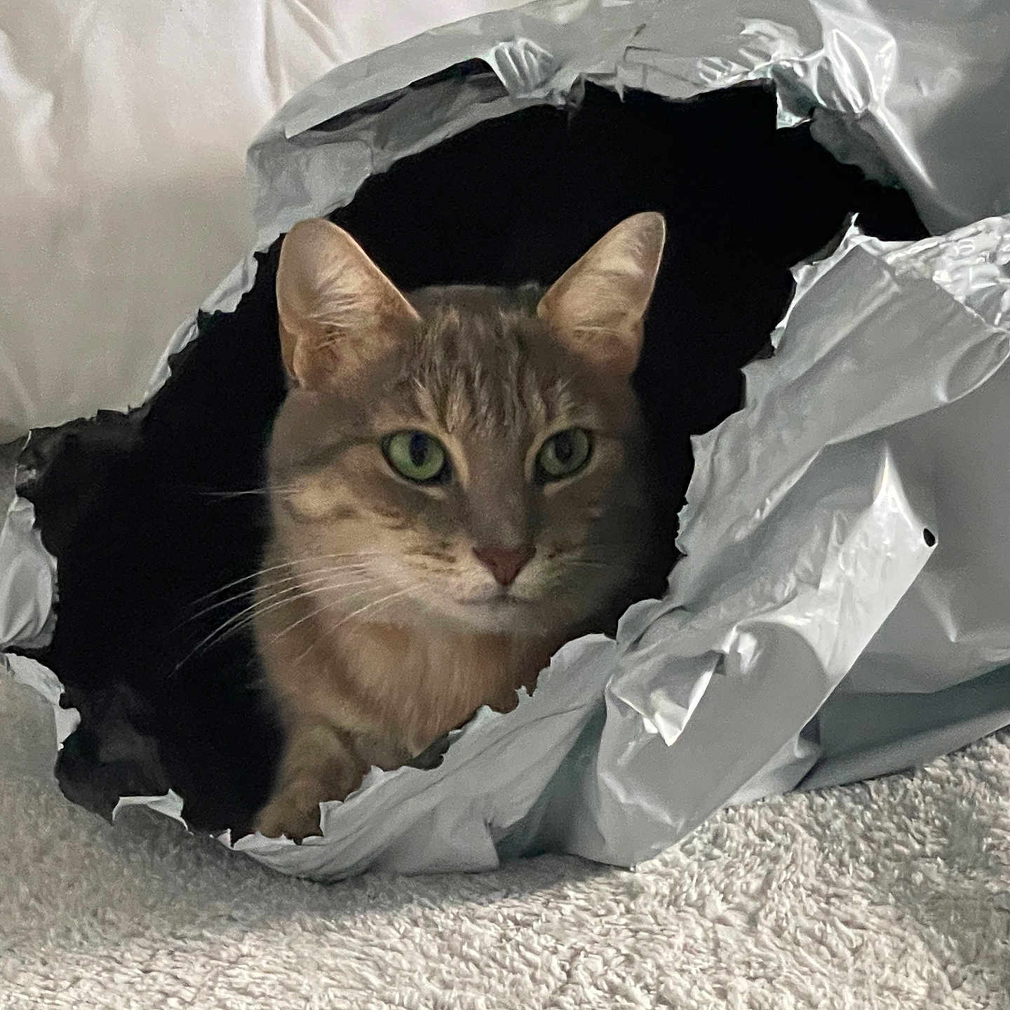 Kitsun participe au concours pour gagner de l'argent avec cette photo : animal, blanket, cat, closeup, cozy, curious, ears, face, feline, green_eyes, home, indoor, package, pet, playful, resting, silver, texture, torn, whiskers