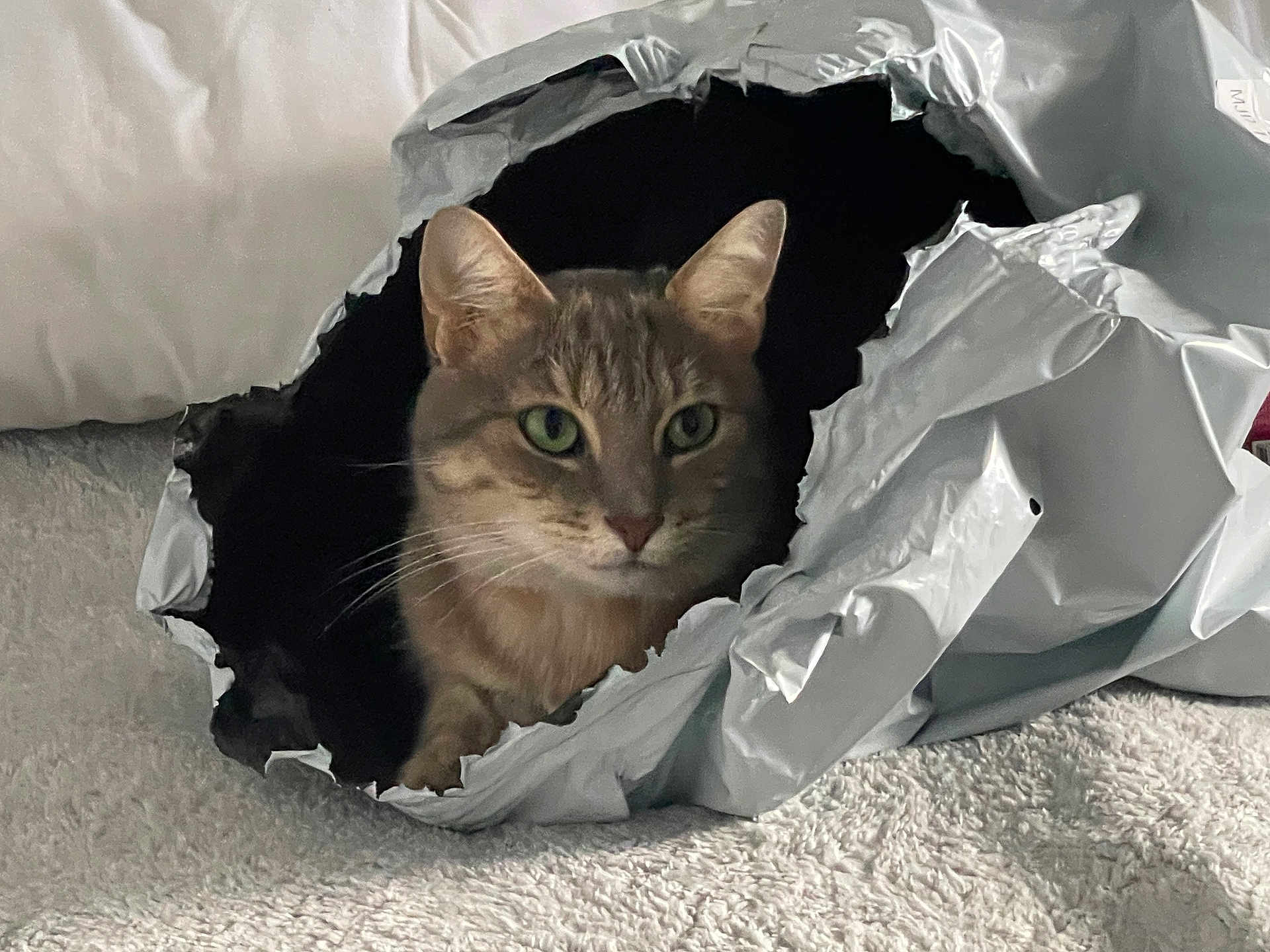 Kitsun participe au concours pour gagner de l'argent avec cette photo : animal, blanket, cat, closeup, cozy, curious, ears, face, feline, green_eyes, home, indoor, package, pet, playful, resting, silver, texture, torn, whiskers