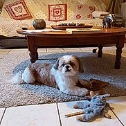 Oki a rejoint le concours — aidez-le/la à gagner de superbes lots ! dog, indoor, rug, coffee_table, toy, cushion, sofa, floor, tile, decor, elephant_figurine, plush_toy, pet, home, living_room, furniture, cozy, brown, white, relaxed