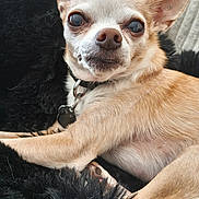 Buck joined the competition — help win amazing prizes! chihuahua, dog, small_dog, pet, animal, portrait, close_up, fluffy_blanket, black_blanket, tan_fur, white_fur, large_ears, brown_eyes, collar, dog_tag, lying_down, indoor, relaxed, funny_expression, photography