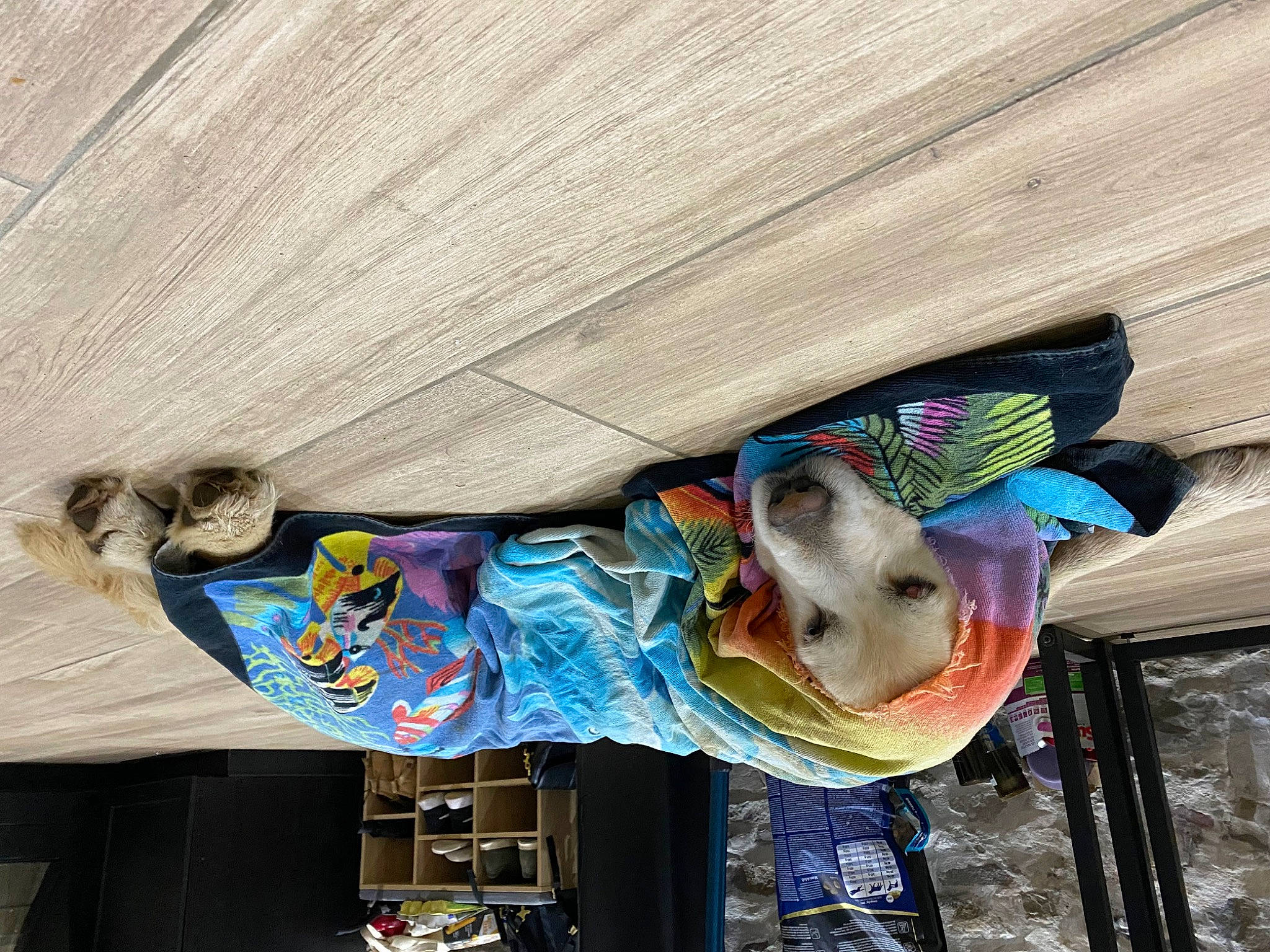 Léo participe au concours pour gagner de l'argent avec cette photo : art, canidae, carnivore, collar, concrete, dog, dog_breed, dog_supply, fawn, fur, magenta, plastic, tail, toy, visual_arts, wood, working_animal