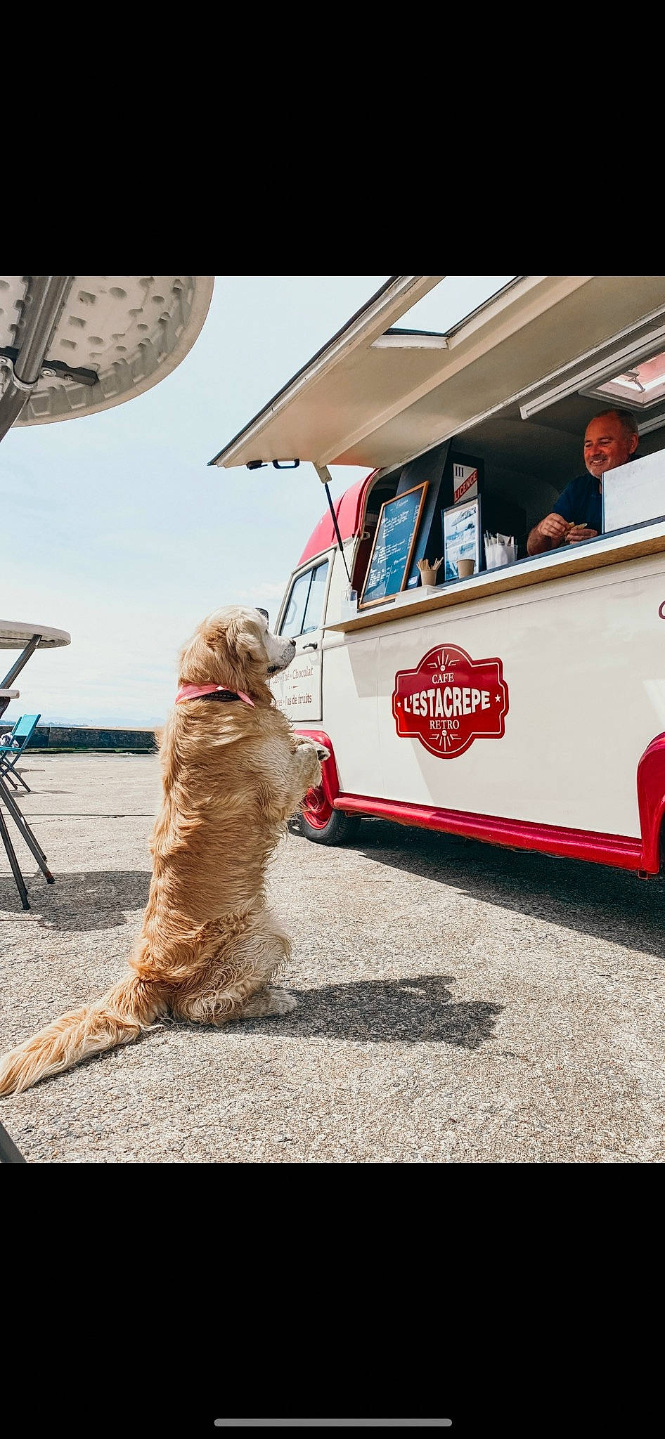 Léo a rejoint le concours — aidez-le/la à gagner de superbes lots ! automotive_design, automotive_exterior, automotive_lighting, car, classic_car, companion_dog, dog, dog_breed, felidae, hat, mode_of_transport, motor_vehicle, sky, tire, travel, van, vehicle, vehicle_door, volkswagen_type_, wheel