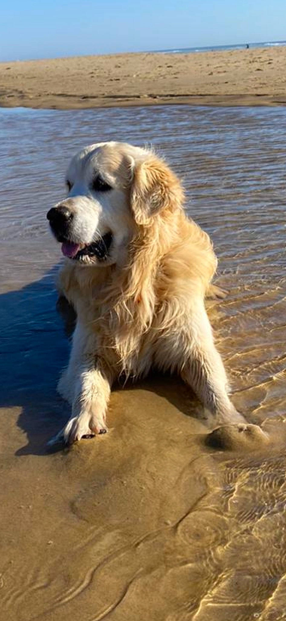Léo a rejoint le concours — aidez-le/la à gagner de superbes lots ! biting, canidae, carnivore, companion_dog, dog, dog_breed, great_pyrenees, gun_dog, lake, liquid, livestock_guardian_dog, polish_tatra_sheepdog, snout, soil, sporting_group, terrestrial_animal, water, whiskers, working_dog