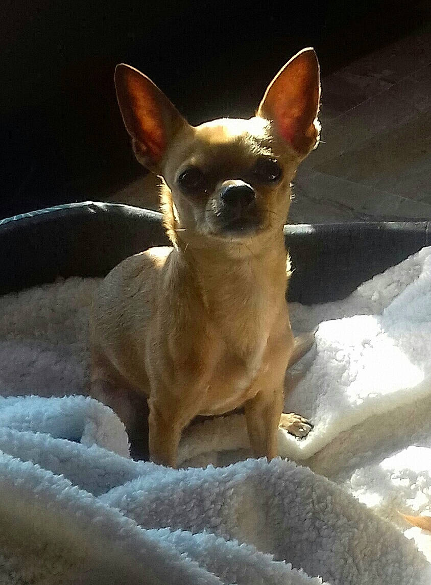 Milord a rejoint le concours — aidez-le/la à gagner de superbes lots ! brown, canidae, carnivore, chihuahua, companion_dog, corgi_chihuahua, dog, dog_breed, ear, fawn, fur, liver, prazsky_krysarik, russkiy_toy, snout, sporting_group, tail, terrestrial_animal, toy_dog, whiskers