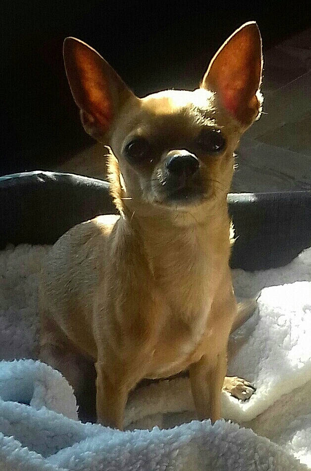 Milord participe au concours pour gagner de l'argent avec cette photo : brown, canidae, carnivore, chihuahua, companion_dog, corgi_chihuahua, dog, dog_breed, ear, fawn, felidae, fur, non_sporting_group, russkiy_toy, snout, snow, terrestrial_animal, toy_dog, whiskers, working_animal