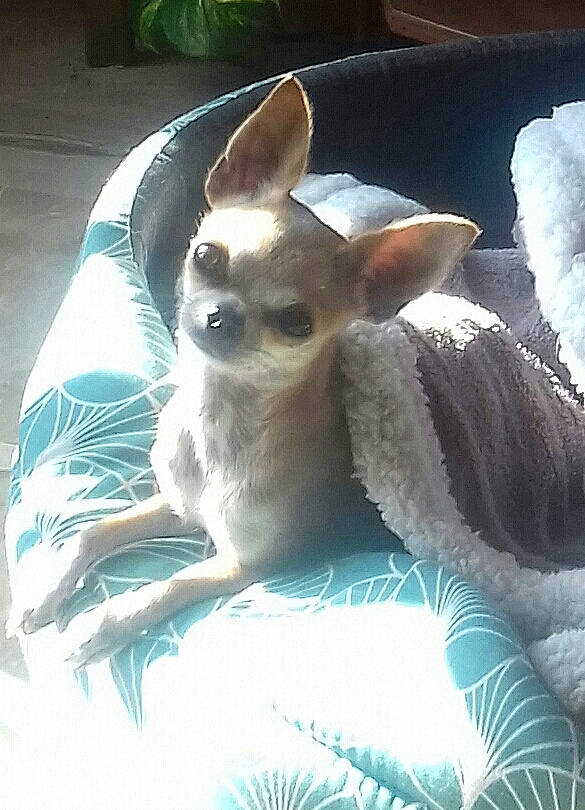 Rita a rejoint le concours — aidez-le/la à gagner de superbes lots ! canidae, carnivore, chihuahua, companion_dog, corgi_chihuahua, dog, dog_breed, dog_supply, ear, electric_blue, fawn, felidae, fur, green, linens, photo_caption, snout, terrestrial_animal, toy_dog, whiskers