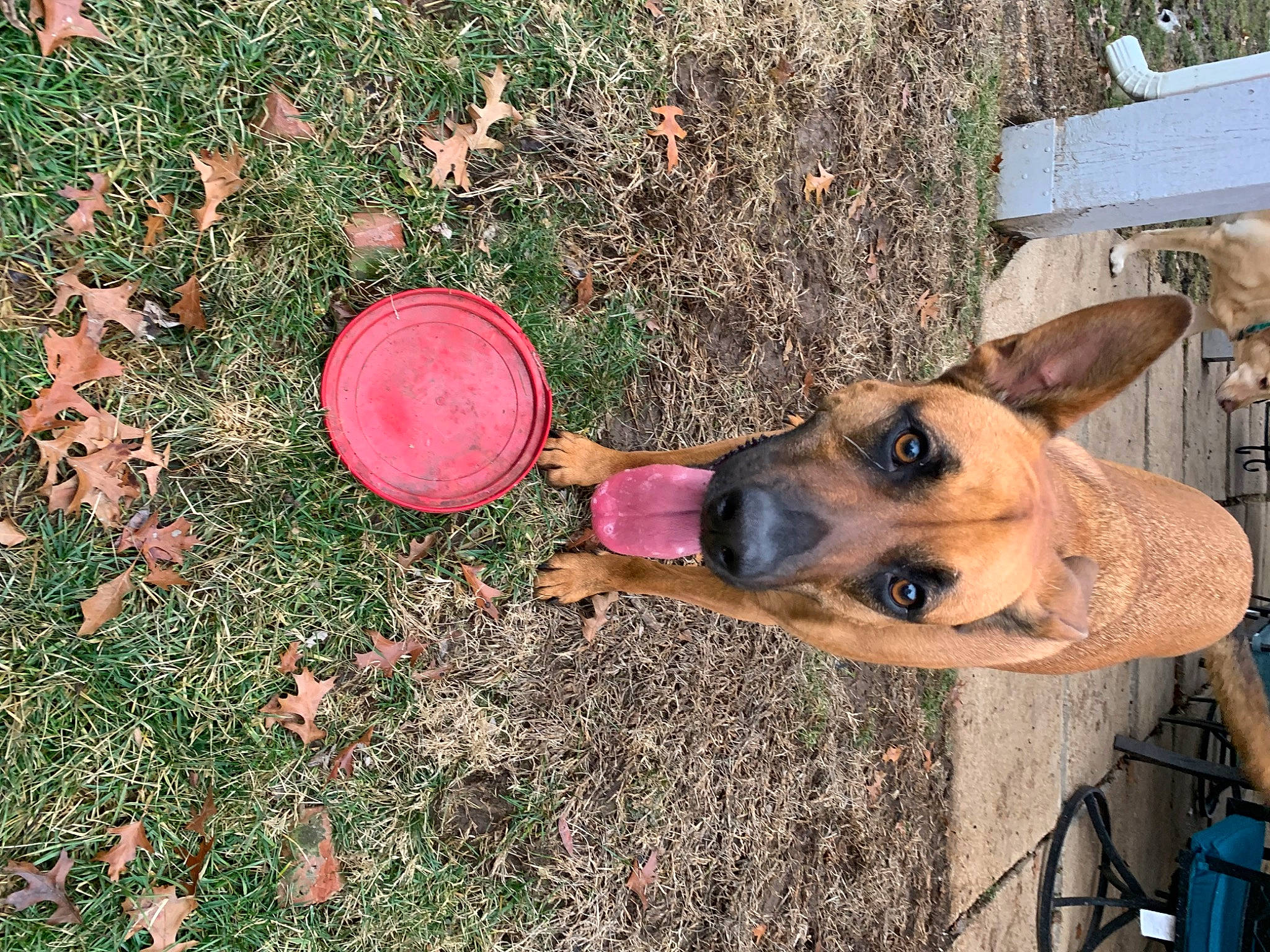 Angel joined the competition — help win amazing prizes! canidae, carnivore, circle, collar, companion_dog, dog, dog_breed, dog_supply, east_european_shepherd, fawn, german_shepherd_dog, grass, groundcover, herding_dog, old_german_shepherd_dog, plant, snout, sporting_group, working_animal, working_dog