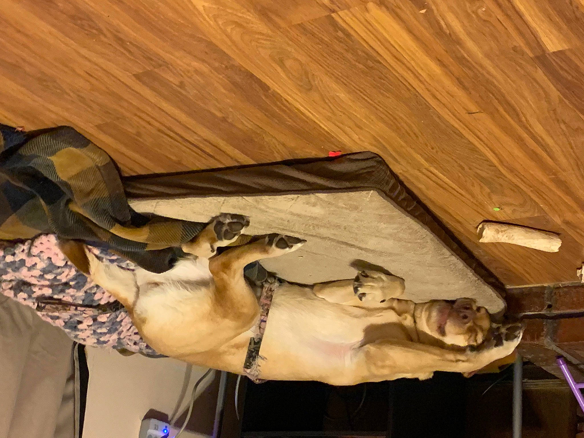 Sophie joined the competition — help win amazing prizes! art, carving, ceiling, flooring, hardwood, metal, plank, plywood, religious_item, room, sculpture, statue, tail, varnish, visual_arts, wood, wood_flooring, wood_stain