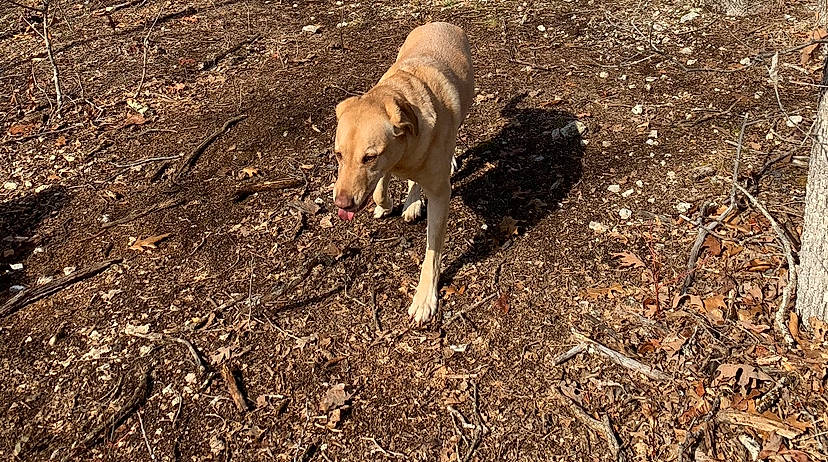 Sophie joined the competition — help win amazing prizes! carnivore, companion_dog, dog, dog_breed, fawn, grass, guard_dog, non_sporting_group, shadow, soil, sporting_group, tail, terrestrial_animal, wood, working_animal, working_dog