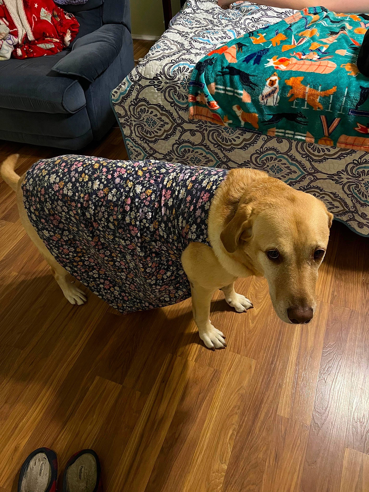 Sophie is registered to the contest to win money with this photo: carnivore, chair, comfort, companion_dog, couch, dog, dog_breed, dog_clothes, dog_supply, fawn, floor, flooring, hardwood, laminate_flooring, pet_supply, varnish, wood, wood_flooring, wood_stain, working_animal