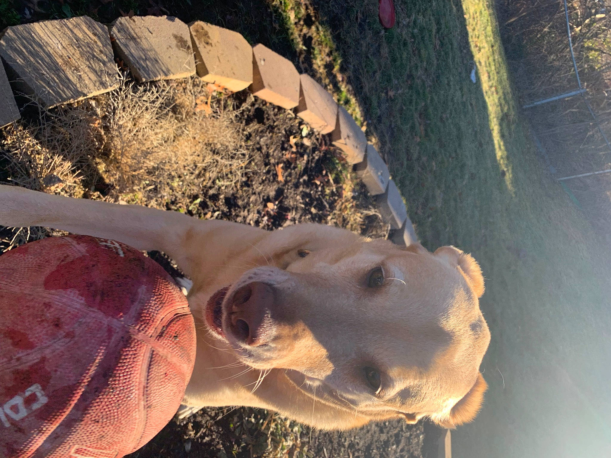 Sophie is registered to the contest to win money with this photo: art, asphalt, automotive_tire, automotive_wheel_system, grass, hat, landscape, personal_protective_equipment, pipe, reflection, rock, shadow, skull, snout, soil, sunlight, tree, trunk, water, wood