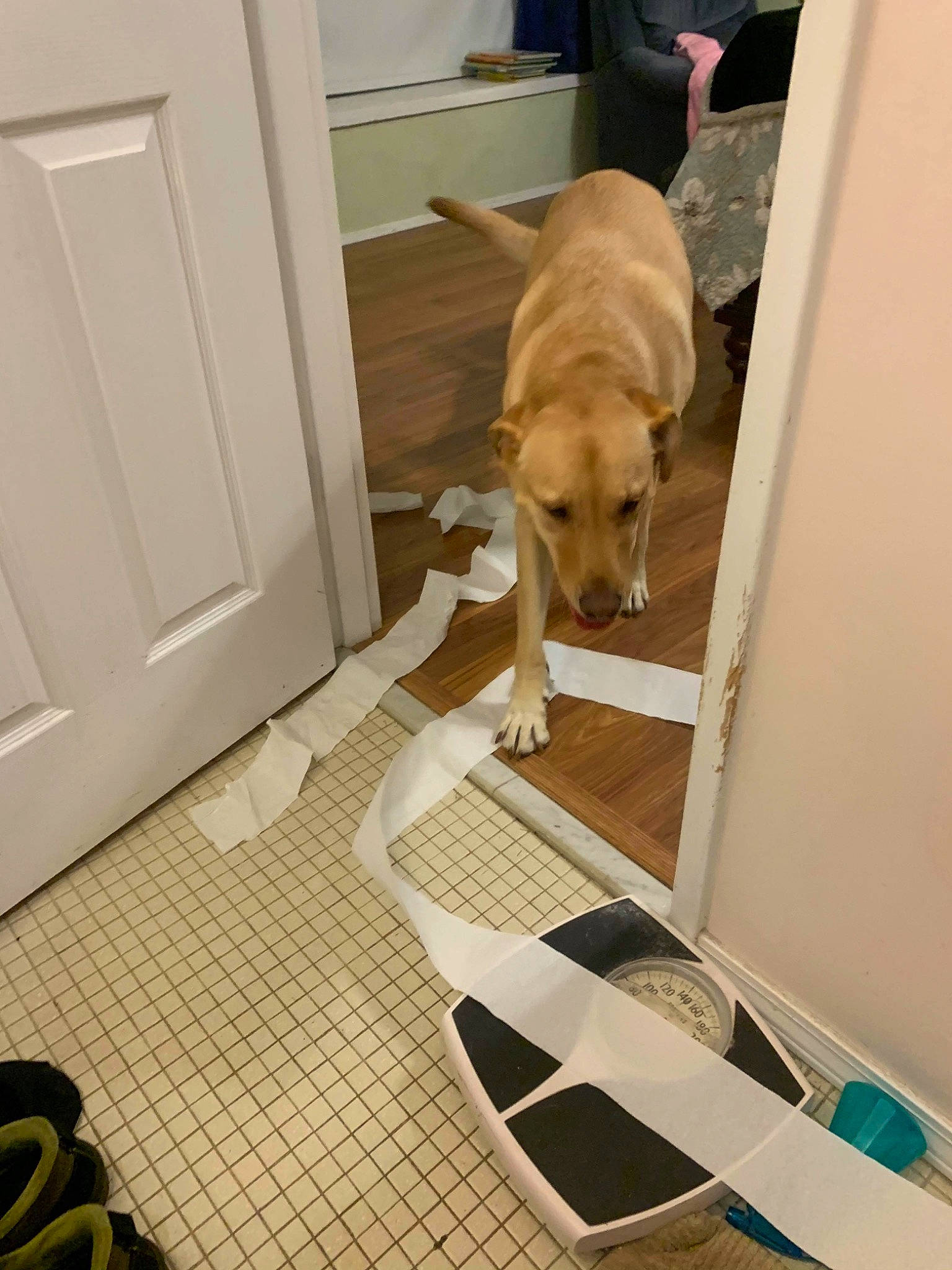 Sophie is registered to the contest to win money with this photo: carnivore, chair, comfort, companion_dog, desk, dog, dog_breed, dog_supply, door, fawn, floor, flooring, hardwood, pet_supply, plywood, room, table, tail, wood, wood_flooring