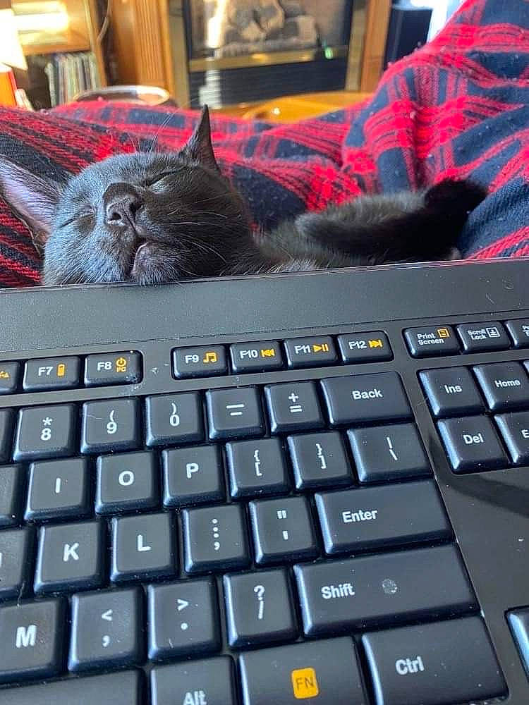 Steve French is registered to the contest to win money with this photo: black, carnivore, cat, comfort, computer, computer_hardware, electronic_device, felidae, gadget, grey, input_device, laptop, netbook, output_device, peripheral, personal_computer, red, small_to_medium_sized_cats, space_bar, whiskers