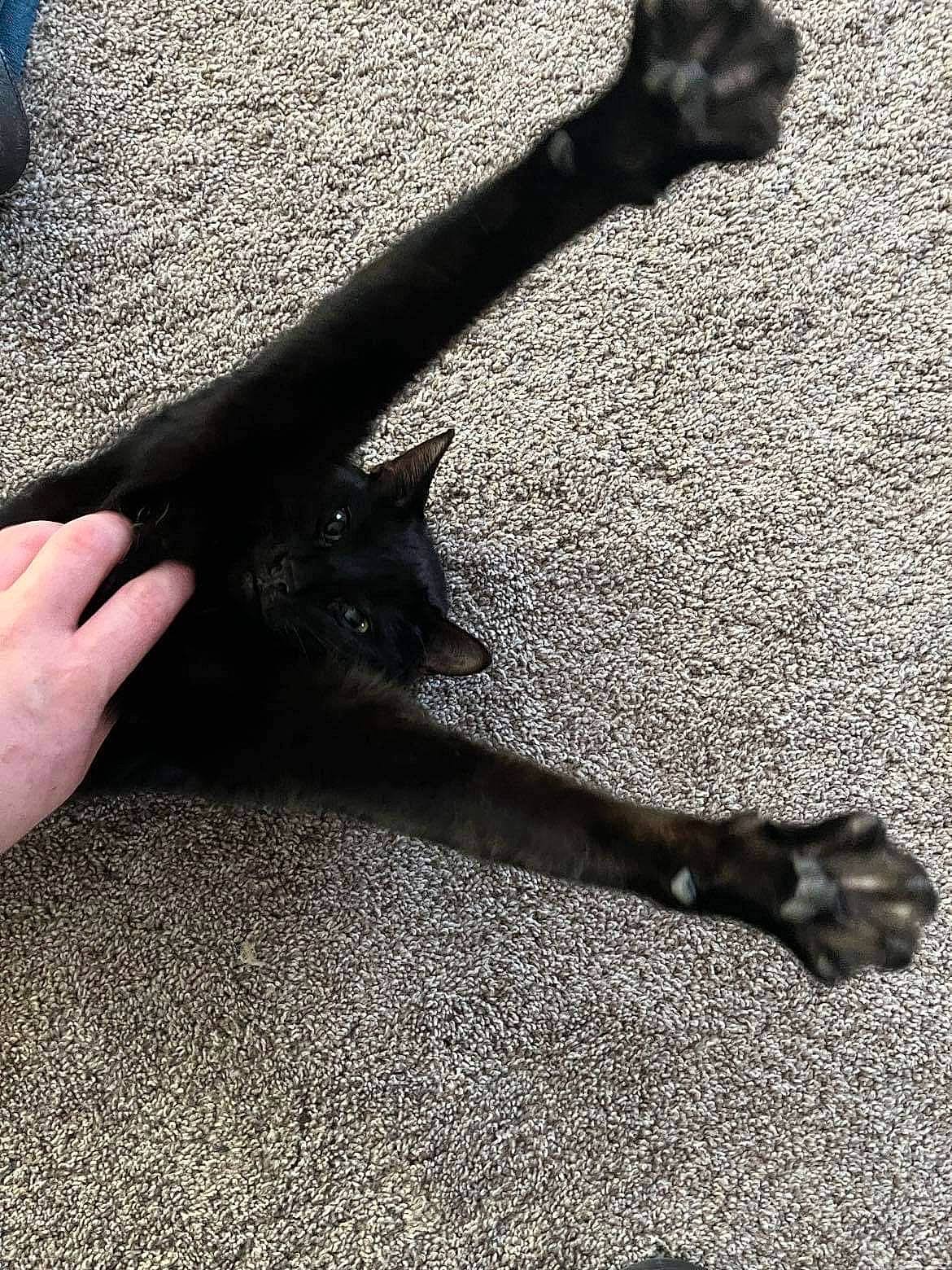 Steve French joined the competition — help win amazing prizes! asphalt, carnivore, cat, felidae, finger, flooring, foot, gesture, grey, hand, human_body, human_leg, nail, road_surface, small_to_medium_sized_cats, snout, tail, thigh, tints_and_shades, wrist