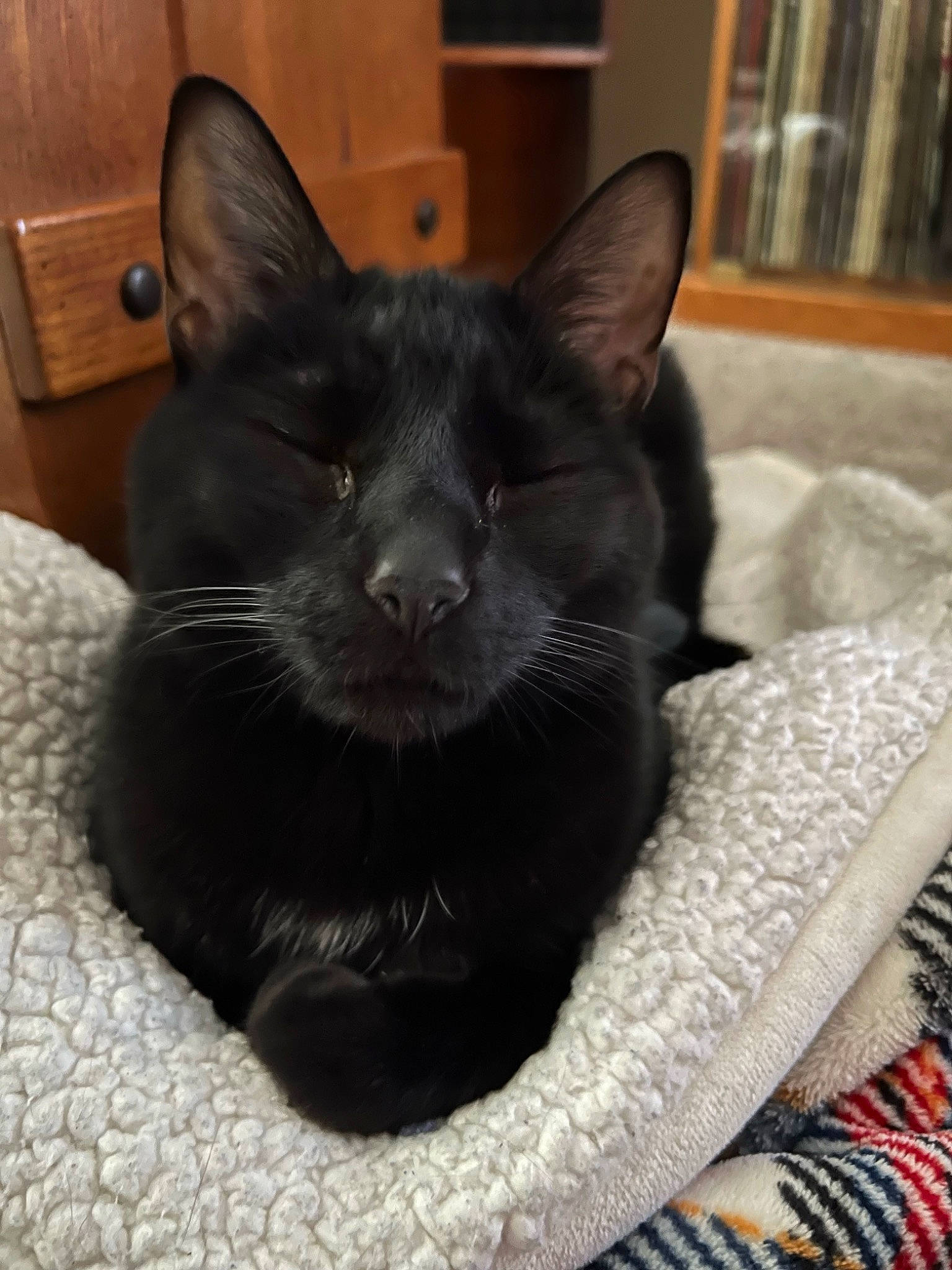 Steve French joined the competition — help win amazing prizes! black_cat, bombay, carnivore, cat, cat_supply, claw, comfort, dog_breed, domestic_short_haired_cat, eye, felidae, fur, grey, linens, paw, small_to_medium_sized_cats, snout, tail, terrestrial_animal, whiskers