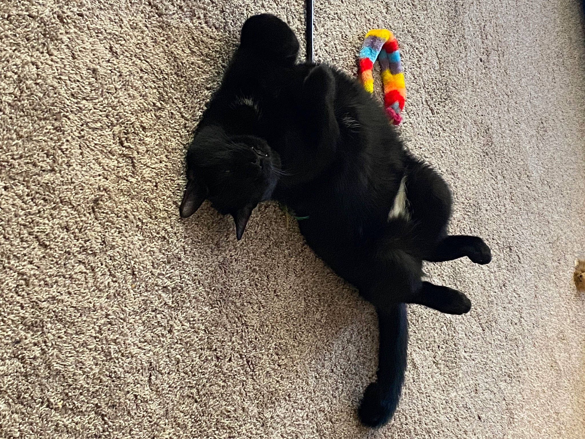 Steve French joined the competition — help win amazing prizes! asphalt, black_cat, carmine, carnivore, comfort, companion_dog, dog_breed, domestic_short_haired_cat, felidae, floor, flooring, fur, human_leg, road_surface, shadow, small_to_medium_sized_cats, sporting_group, tail, tints_and_shades, whiskers