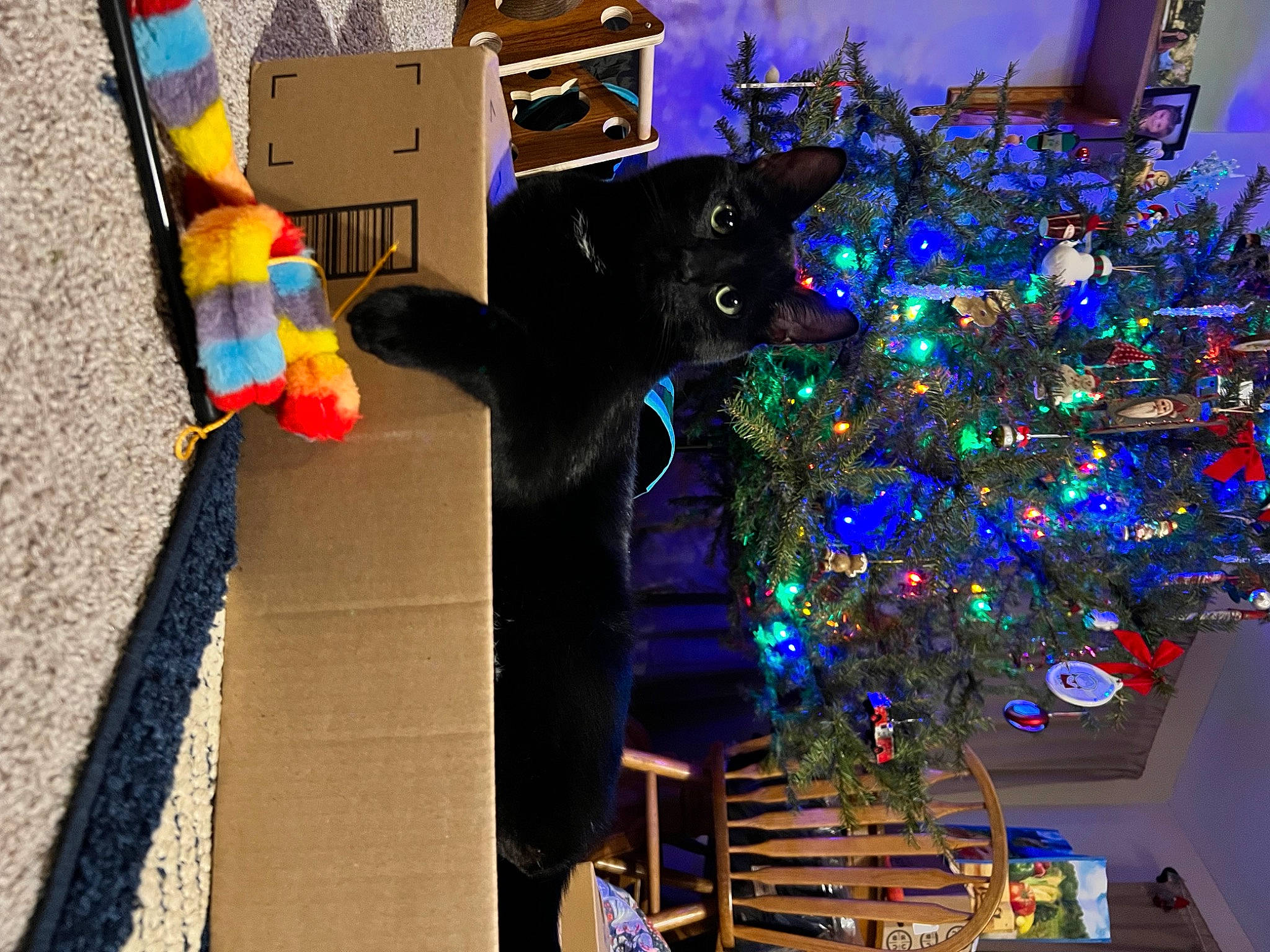 Steve French joined the competition — help win amazing prizes! blue, cat, christmas, christmas_decoration, christmas_eve, christmas_ornament, christmas_tree, conifer, electric_blue, event, fun, holiday, holiday_ornament, ornament, plant, purple, room, tree, window, wood