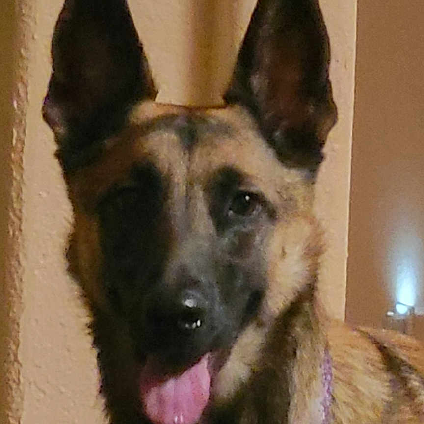 Tiffani is registered to the contest to win money with this photo: animal, beige, brown, canine, closeup, collar, dog, domestic_animal, ears, face, fur, german_shepherd, happy, indoor, mammal, pet, pet_portrait, portrait, tongue_out, wall