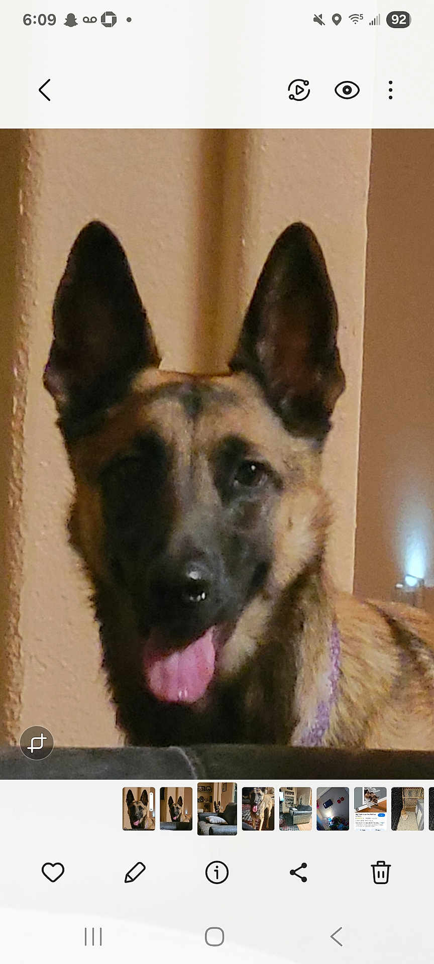 Tiffani is registered to the contest to win money with this photo: dog, german_shepherd, pet, indoor, animal, canine, tongue_out, ears, face, fur, closeup, mammal, domestic_animal, wall, brown, beige, collar, happy, portrait, pet_portrait