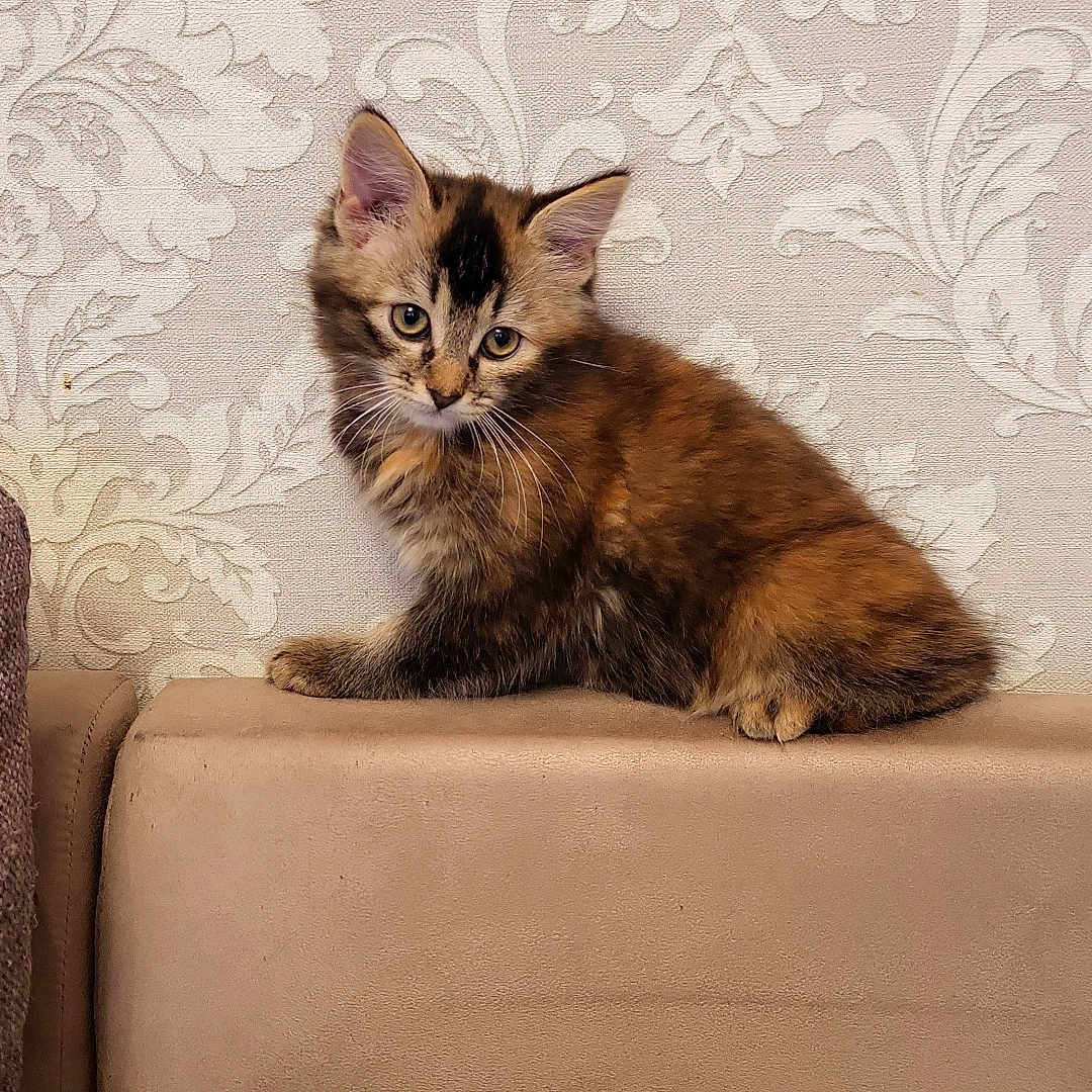 Alisa a rejoint le concours — aidez-le/la à gagner de superbes lots ! abyssinian, angora, animal, architecture, armchair, building, cat, chair, couch, cushion, furniture, homedecor, indoors, kitten, livingroom, manx, pet, room, siamese, wood