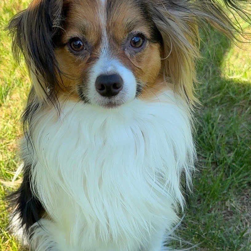 Mouch is registered to the contest to win money with this photo: dog, animal, pet, grass, outdoor, ears, fur, white, brown, black, portrait, cute, mammal, canine, nature, looking_at_camera, small_dog, fluffy, face, standing