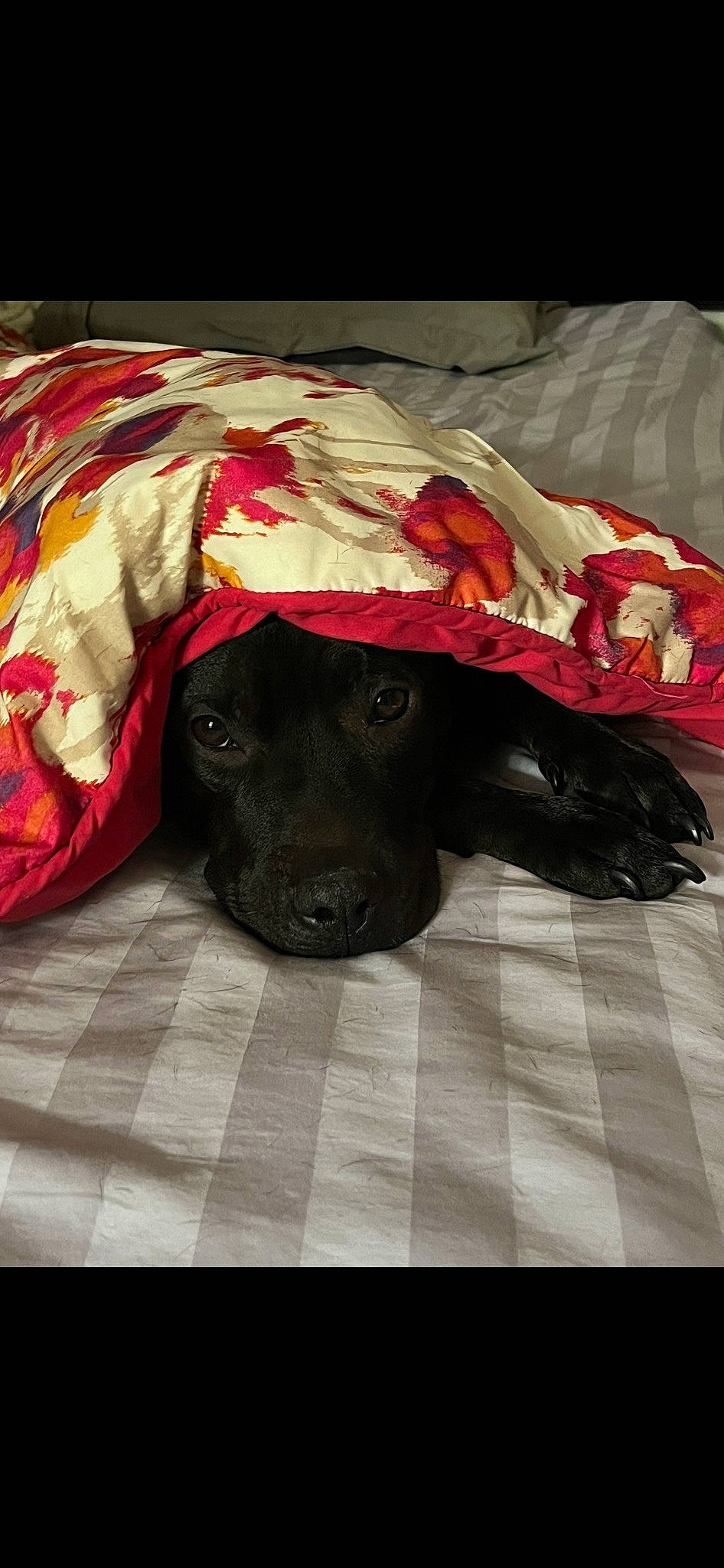 Alice is registered to the contest to win money with this photo: borador, canidae, carmine, carnivore, comfort, companion_dog, dog, dog_breed, dog_supply, fur, grey, guard_dog, linens, liver, non_sporting_group, pattern, sporting_group, terrestrial_animal, tints_and_shades, working_animal