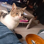 Aglay participe au concours pour gagner de l'argent avec cette photo : abyssinian, animal, architecture, bowl, building, cat, couch, food, furniture, indoors, kitten, livingroom, manx, person, pet, plywood, room, saucer, table, wood