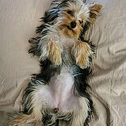 Poussy a rejoint le concours — aidez-le/la à gagner de superbes lots ! affenpinscher, airedale, animal, canine, cat, chair, cockerspaniel, couch, cushion, dog, furniture, homedecor, kitten, linen, papillon, pet, poodle, puppy, terrier