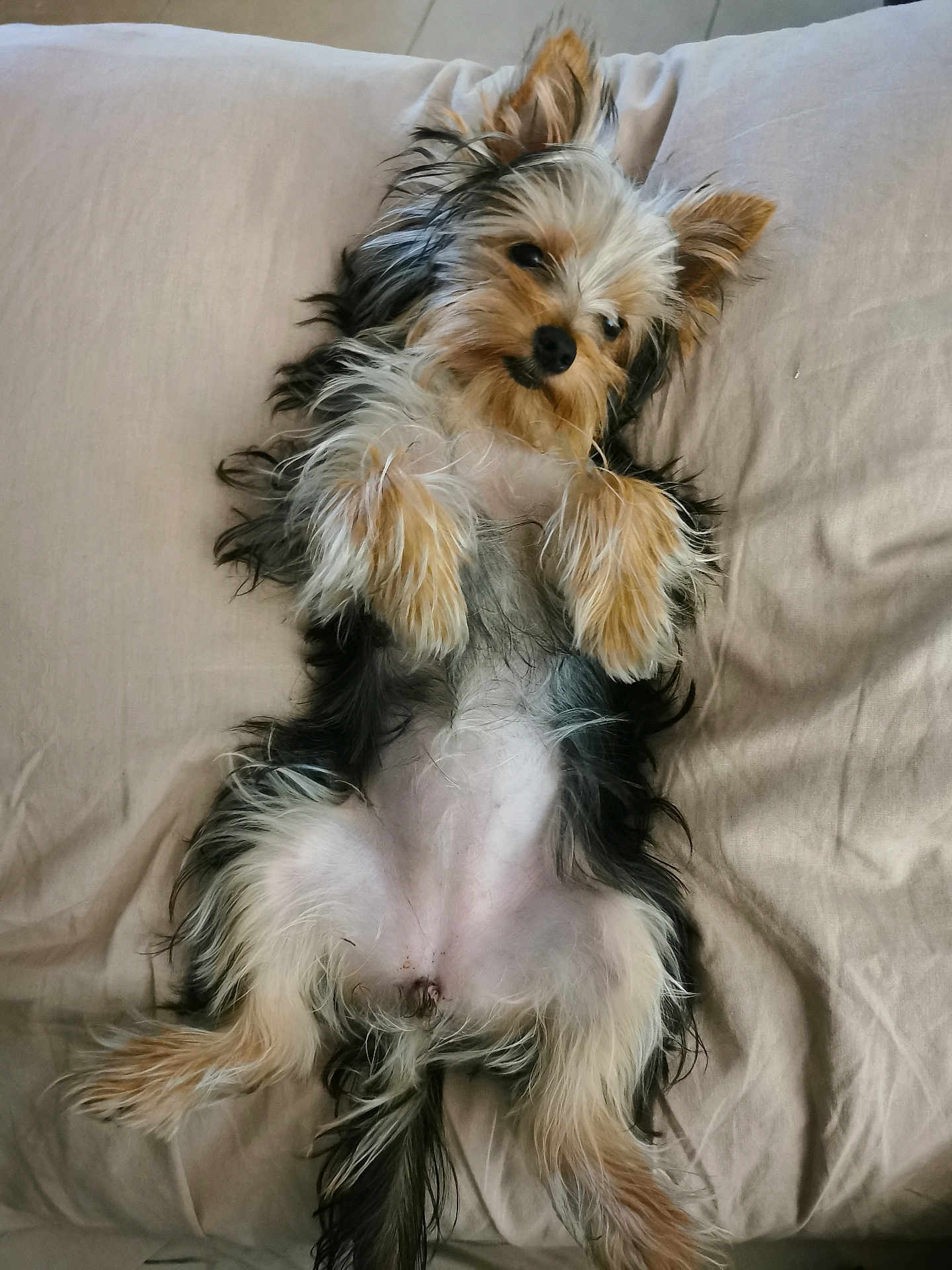 Poussy a rejoint le concours — aidez-le/la à gagner de superbes lots ! affenpinscher, airedale, animal, canine, cat, chair, cockerspaniel, couch, cushion, dog, furniture, homedecor, kitten, linen, papillon, pet, poodle, puppy, terrier