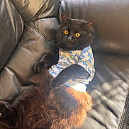 Uno is registered to the contest to win money with this photo: cat, black_cat, fluffy_fur, yellow_eyes, shirt, floral_pattern, leather_couch, indoor, sunlight, relaxed, pet, animal, feline, cute, cozy, portrait, sitting, fur_texture, domestic_cat, bright_eyes