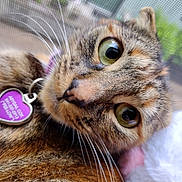 Fellow is registered to the contest to win money with this photo: cat, tabby_cat, pet, feline, green_eyes, close_up, portrait, whiskers, fur, striped_fur, collar, pet_tag, heart_tag, purple_tag, lying_down, indoors, mesh_background, large_eyes, curious, animal_photography