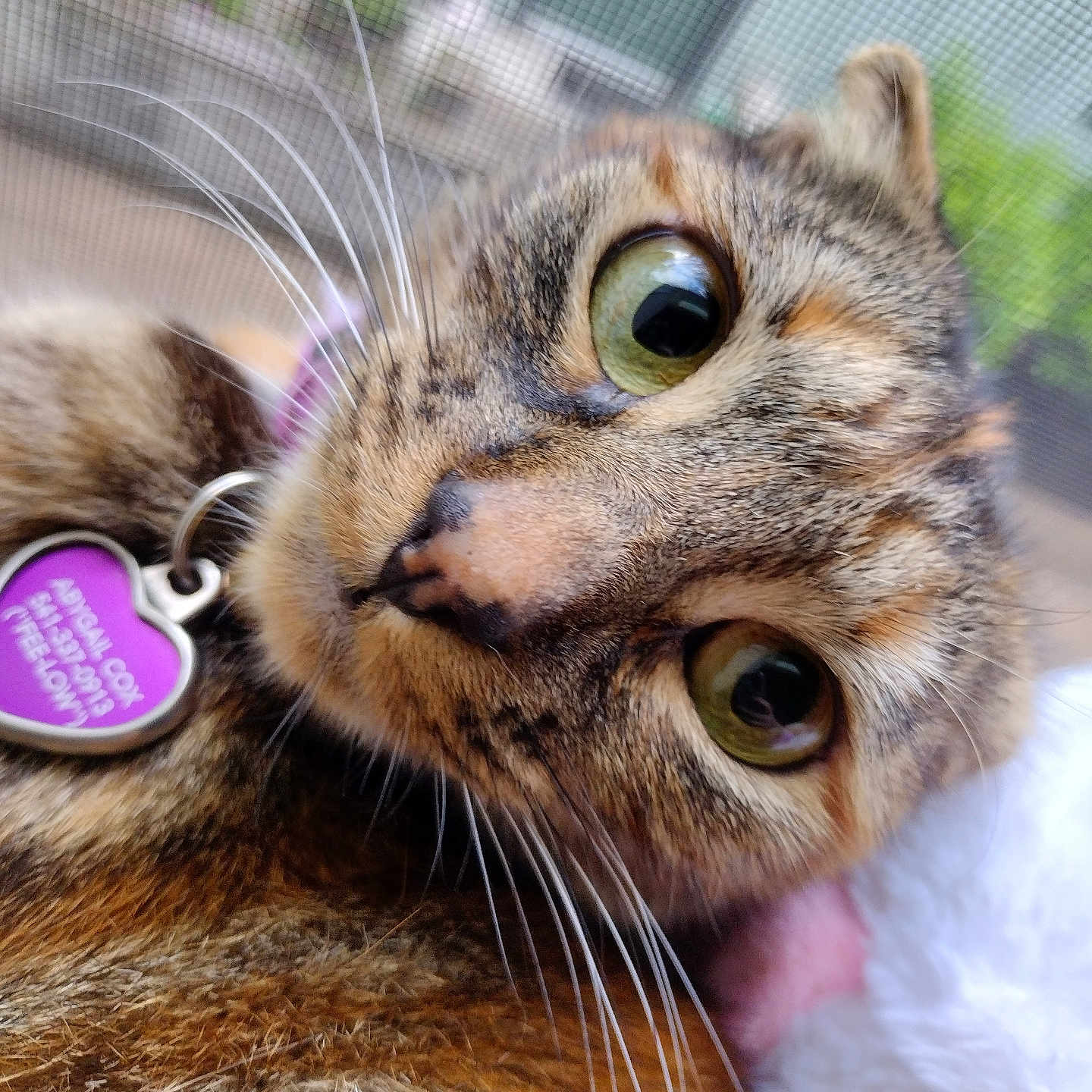 Fellow is registered to the contest to win money with this photo: cat, tabby_cat, pet, feline, green_eyes, close_up, portrait, whiskers, fur, striped_fur, collar, pet_tag, heart_tag, purple_tag, lying_down, indoors, mesh_background, large_eyes, curious, animal_photography