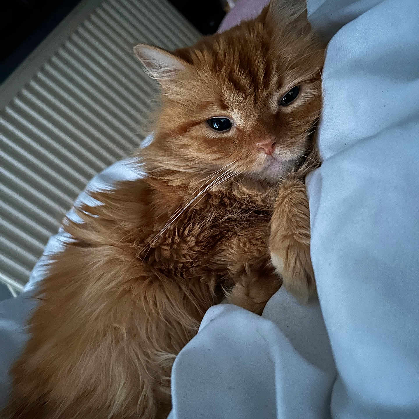 Pumpkin is registered to the contest to win money with this photo: abyssinian, animal, bed, bedroom, blanket, cat, couch, curtain, furniture, hardwood, homedecor, indoors, kitten, linen, manx, pet, room, siamese, wood