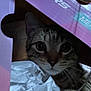 Brady joined the competition — help win amazing prizes! animal, box, cardboard_box, cat, close_up, cozy, crumpled, curious, cute, eyes, face, feline, fur, hideout, indoor, paper, pet, tabby, tabby_cat, whiskers