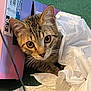 cardboard_box, cat, close_up, curious, cute, ears, fur, green_carpet, home, indoor, large_eyes, looking_at_camera, paw, pet, plastic_bag, playful, portrait, sitting, tabby, whiskers