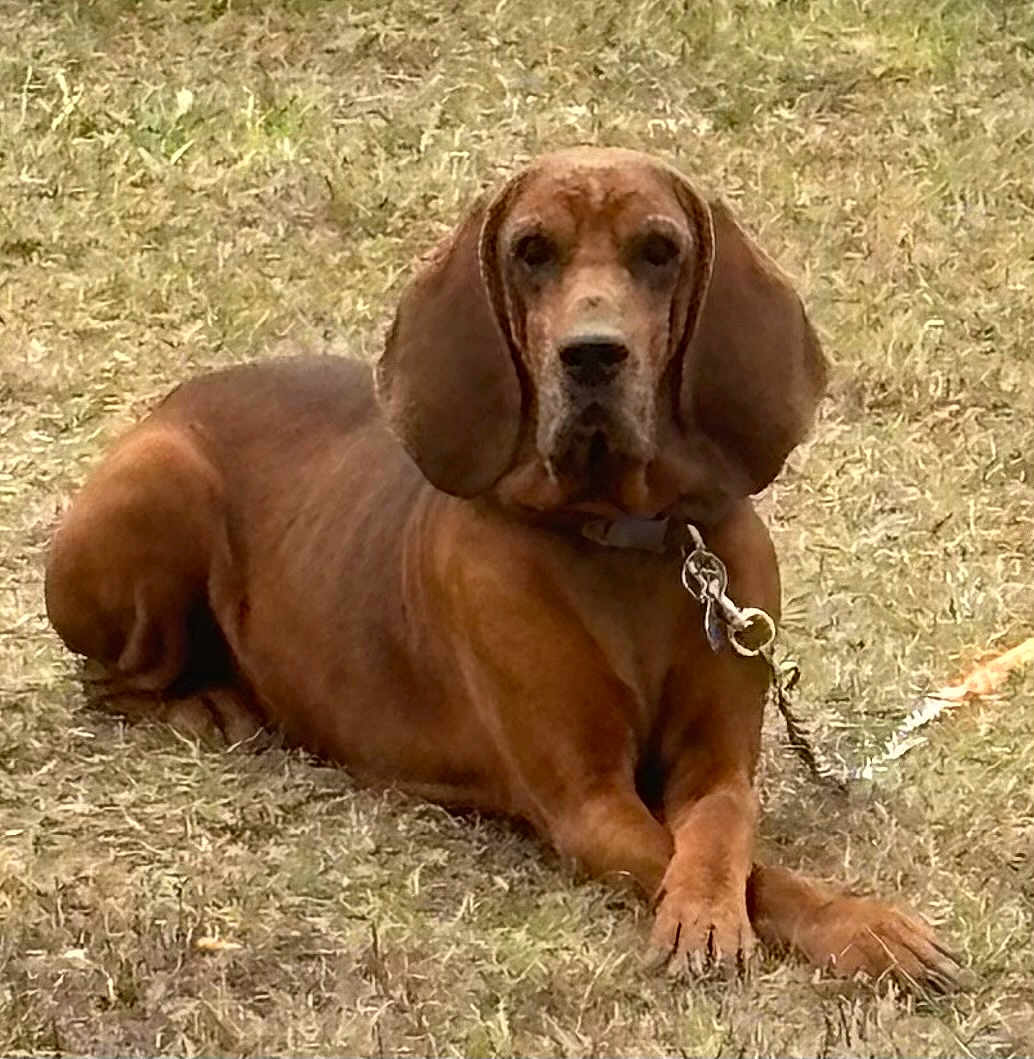 Red is registered to the contest to win money with this photo: dog, brown_dog, floppy_ears, leash, collar, grass, outdoor, animal, pet, lying_down, canine, muzzle, ears, fur, nature, domestic_animal, resting, ground, portrait, companion