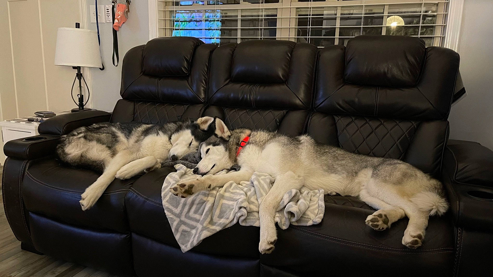 Kira is registered to the contest to win money with this photo: carnivore, comfort, companion_dog, couch, dog, dog_breed, fawn, felidae, flooring, furniture, interior_design, lamp, lighting, living_room, picture_frame, room, small_to_medium_sized_cats, sofa_bed, sporting_group, studio_couch