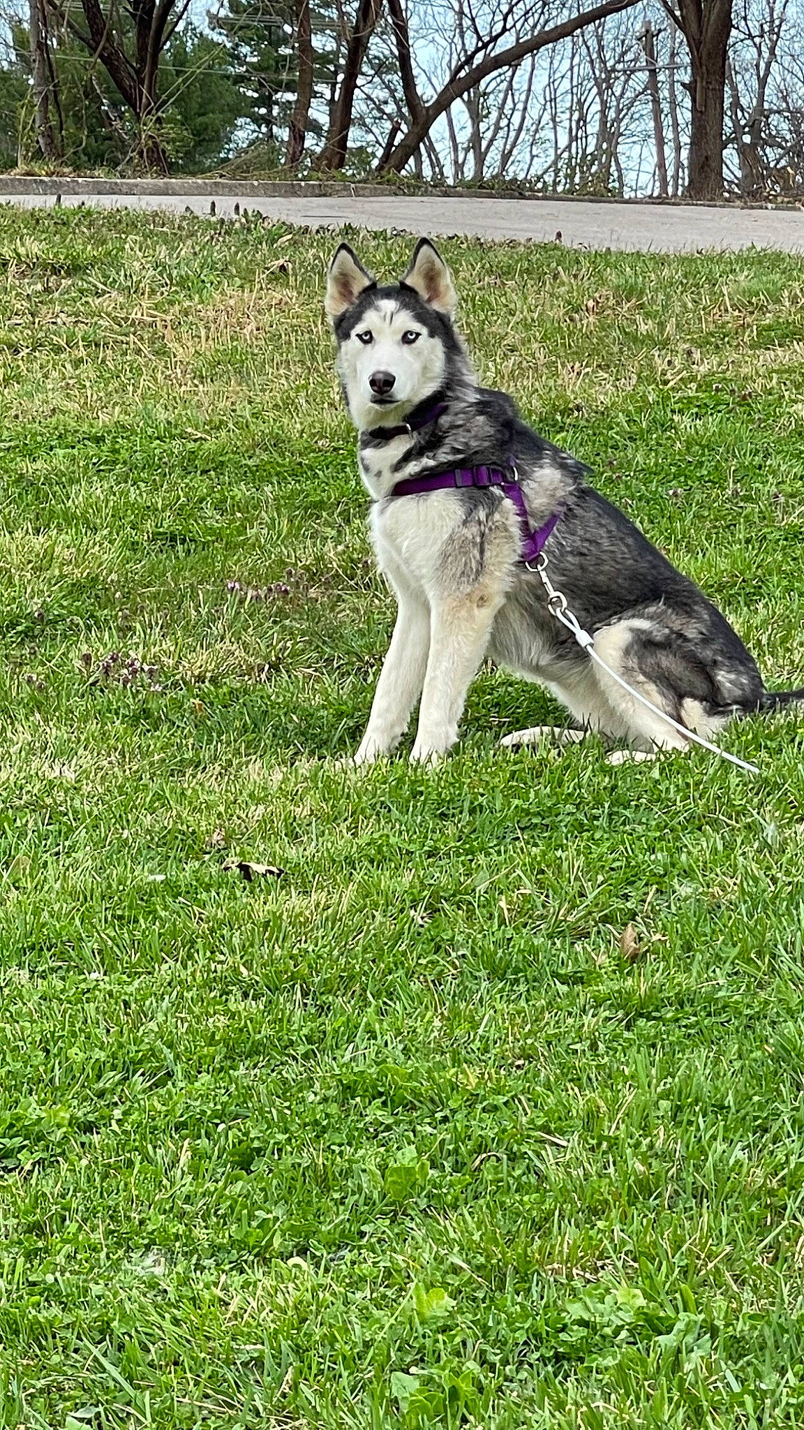 Kira is registered to the contest to win money with this photo: canidae, carnivore, collar, companion_dog, dog, dog_breed, grass, groundcover, pet_supply, plant, recreation, sky, sled_dog, snout, sporting_group, tail, terrestrial_animal, tree, working_animal, working_dog