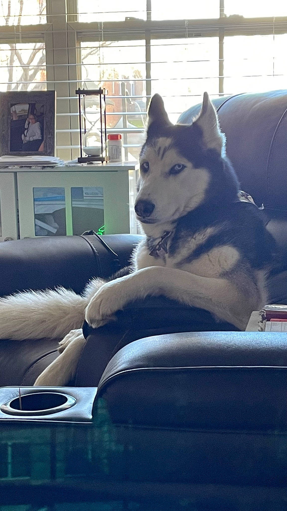 Kira joined the competition — help win amazing prizes! bookcase, carnivore, comfort, companion_dog, couch, dog, dog_breed, electric_blue, grey, light, shelf, siberian_husky, sled_dog, snout, sofa_bed, studio_couch, tail, tints_and_shades, vertebrate, window