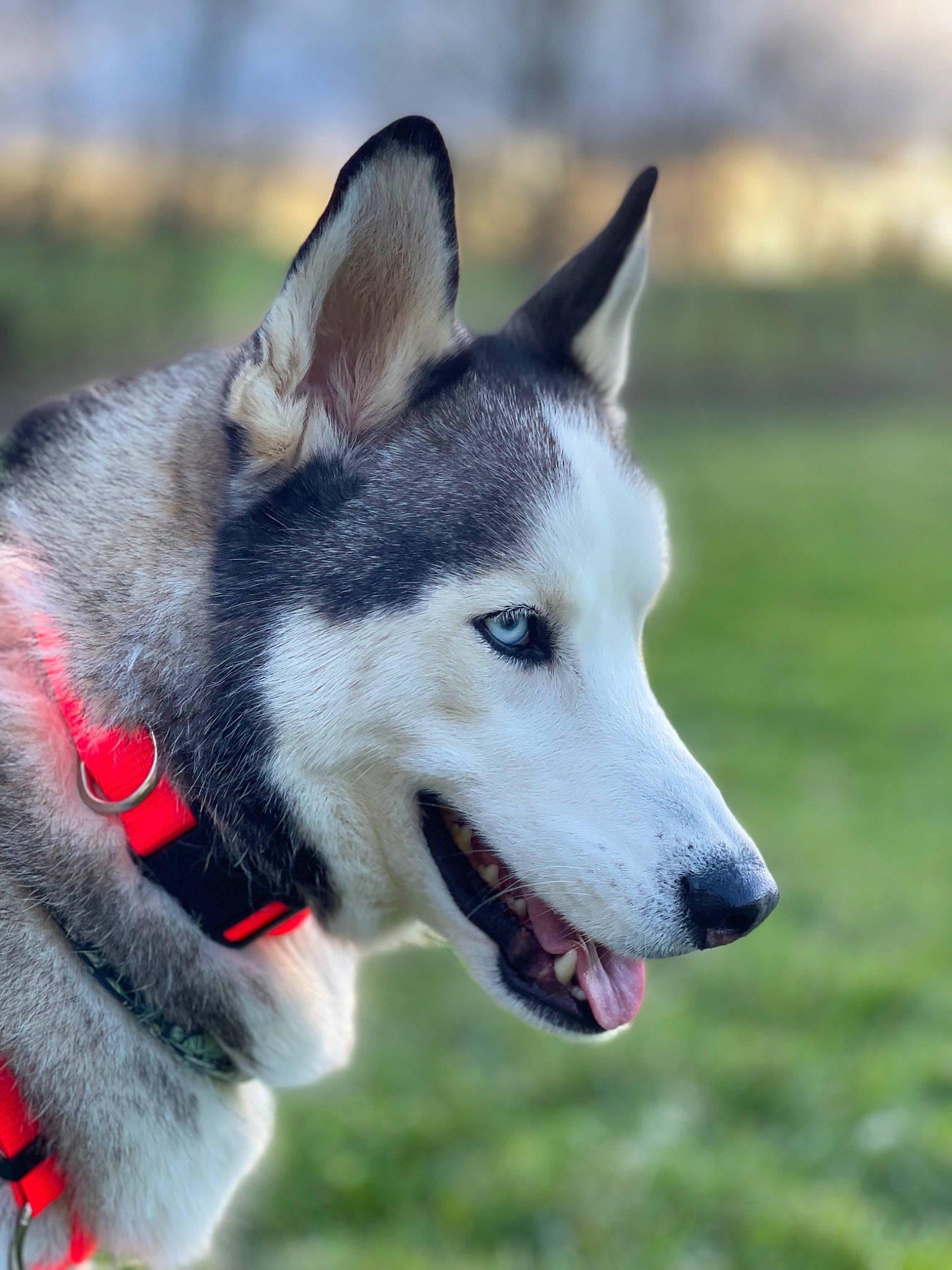 Asher joined the competition — help win amazing prizes! ancient_dog_breeds, canidae, canis, carnivore, collar, companion_dog, dog, dog_breed, fur, grass, non_sporting_group, siberian_husky, sled_dog, snout, sporting_group, terrestrial_animal, whiskers, wildlife, working_animal, working_dog