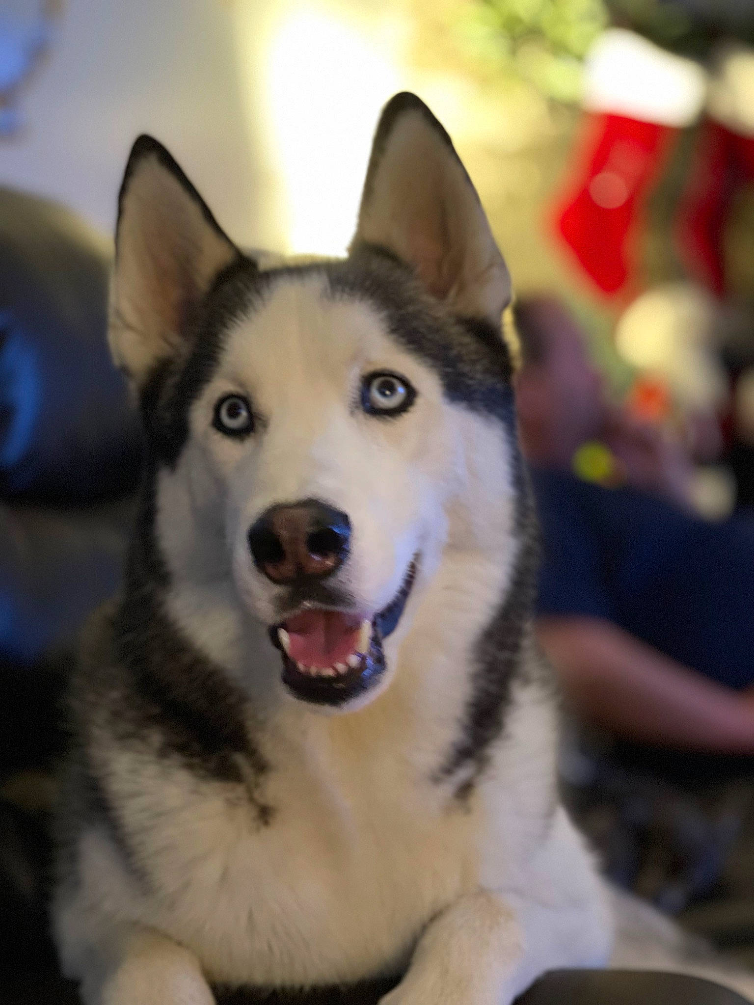 Asher is registered to the contest to win money with this photo: ancient_dog_breeds, carnivore, companion_dog, dog, dog_breed, event, fur, jaw, recreation, sled_dog, snout, sporting_group, terrestrial_animal, whiskers, working_animal, working_dog