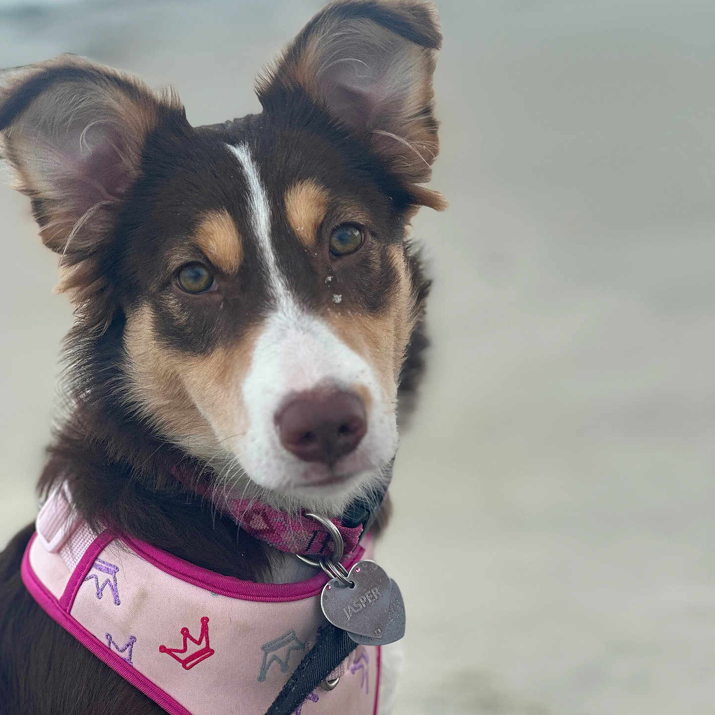 Jasper joined the competition — help win amazing prizes! accessories, animal, bandana, canine, collar, collie, dog, eskimodog, germanshepherd, harness, headband, hound, husky, leash, nature, outdoors, pet, puppy, snout, strap