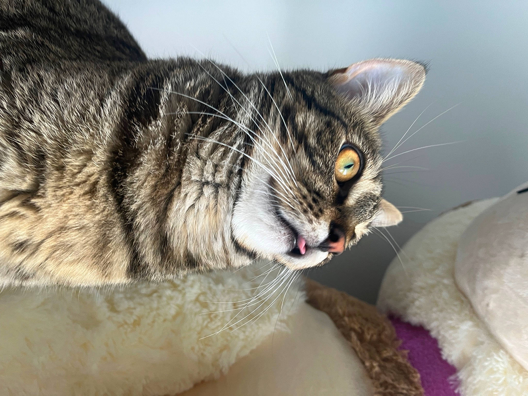 Tarzan a rejoint le concours — aidez-le/la à gagner de superbes lots ! carnivore, cat, cat_supply, claw, comfort, domestic_short_haired_cat, felidae, fur, nap, paw, small_to_medium_sized_cats, snout, tail, terrestrial_animal, whiskers, wildlife