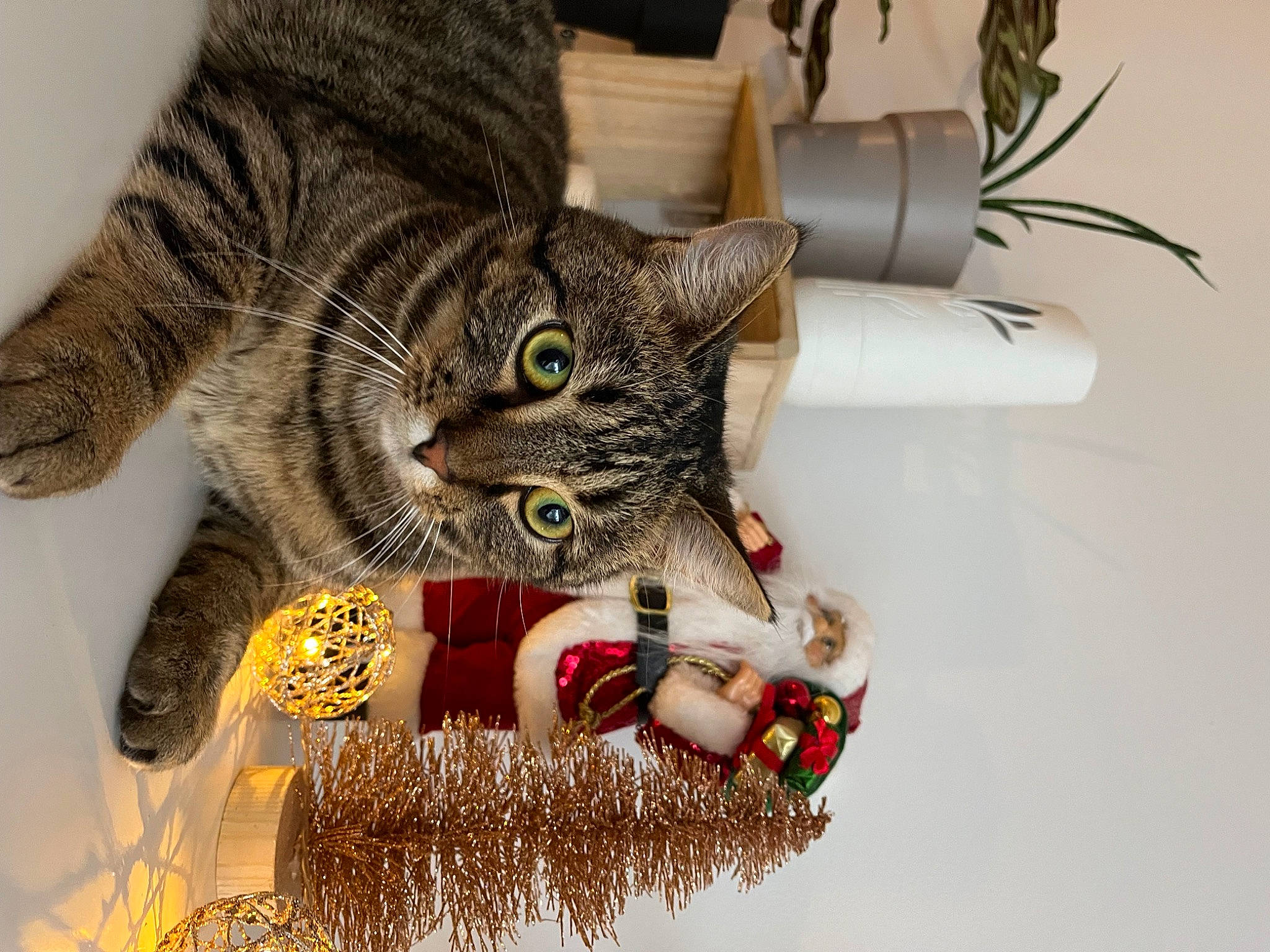 Tarzan participe au concours pour gagner de l'argent avec cette photo : carnivore, cat, claw, collar, domestic_short_haired_cat, event, fashion_accessory, felidae, fur, holiday, pattern, paw, plant, small_to_medium_sized_cats, snout, tail, tree, whiskers