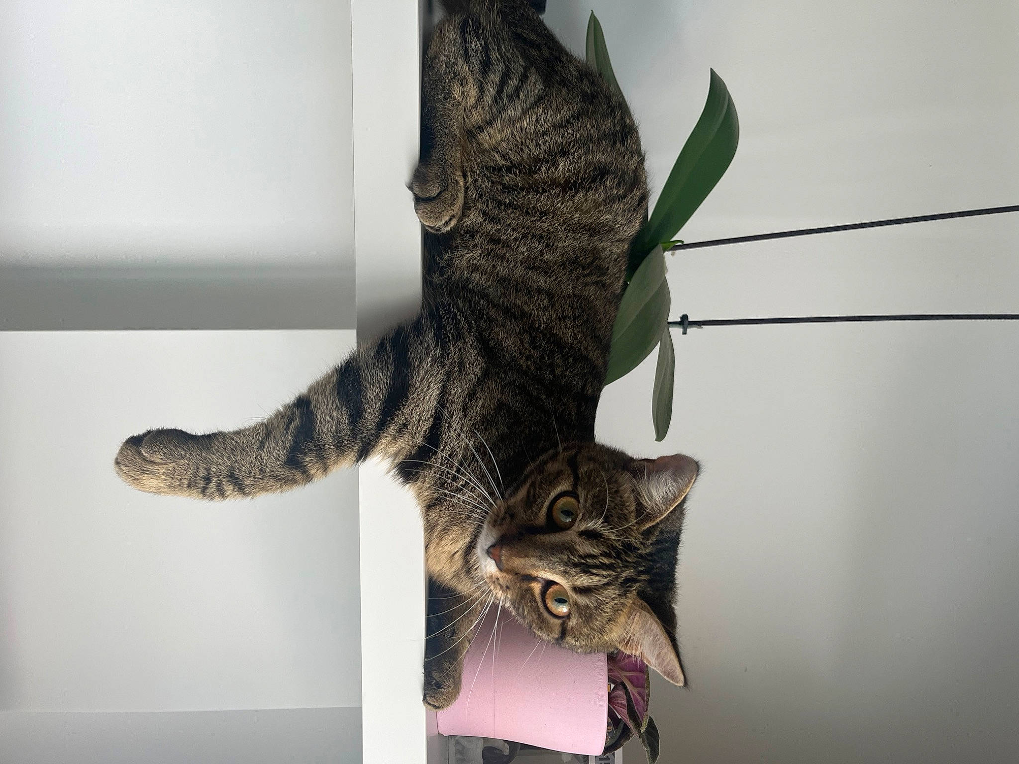 Tarzan participe au concours pour gagner de l'argent avec cette photo : carnivore, cat, claw, domestic_short_haired_cat, felidae, fur, paw, plant, small_to_medium_sized_cats, snout, tail, tree, twig, whiskers