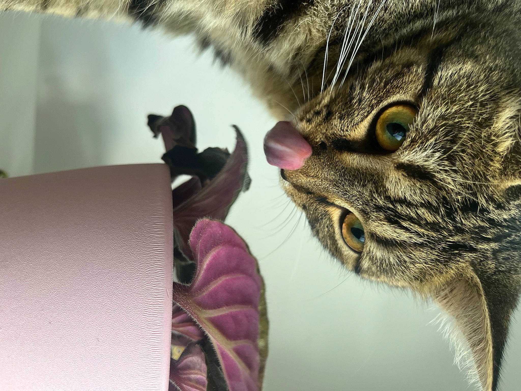 Tarzan a rejoint le concours — aidez-le/la à gagner de superbes lots ! carnivore, cat, claw, comfort, domestic_short_haired_cat, ear, eye, facial_expression, felidae, fur, magenta, organism, paw, small_to_medium_sized_cats, snout, terrestrial_animal, tree, whiskers, wildlife