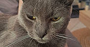 Ziggy participe au concours pour gagner de l'argent avec cette photo : cat, gray_cat, feline, pet, animal, close_up, portrait, whiskers, ears, yellow_eyes, fur, sitting, relaxed, lap, indoor, home, cat_tree, couch, photography, grumpy_expression