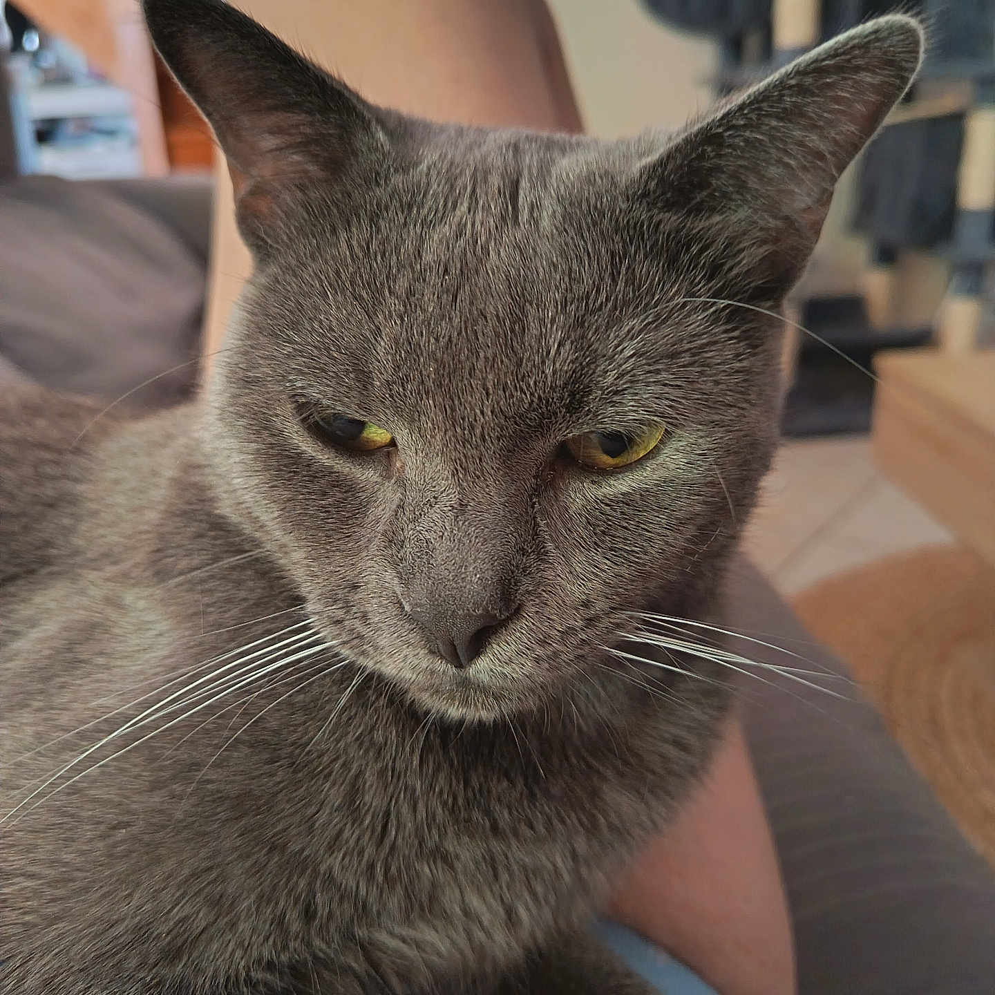 Ziggy participe au concours pour gagner de l'argent avec cette photo : cat, gray_cat, feline, pet, animal, close_up, portrait, whiskers, ears, yellow_eyes, fur, sitting, relaxed, lap, indoor, home, cat_tree, couch, photography, grumpy_expression