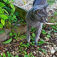 Ziggy participe au concours pour gagner de l'argent avec cette photo : cat, gray_cat, animal, feline, outdoor, garden, plants, leaves, greenery, rocks, gravel, grass, whiskers, ears, tail, golden_eyes, standing, curious, nature, closeup